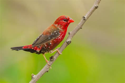 strawberry finch figgerits|Figgerits: Strawberry finch.